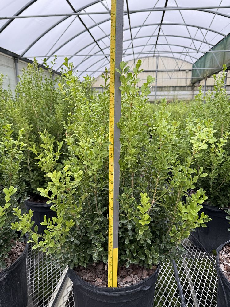 buxus-microphylla-japonica-japanese-boxwood