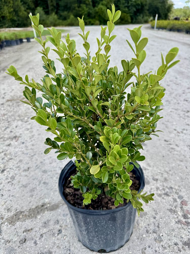 buxus-microphylla-japonica-japanese-boxwood