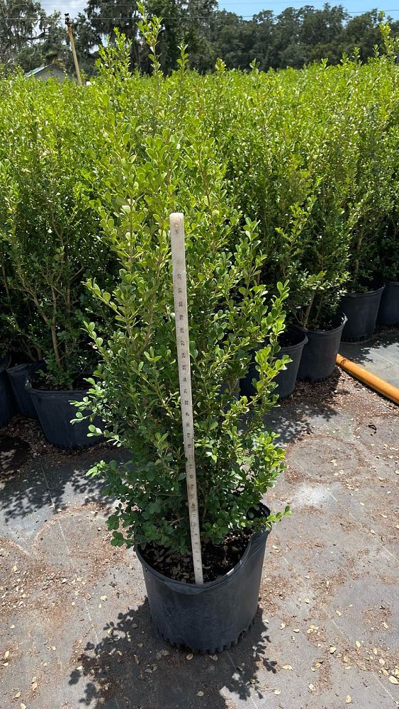 buxus-microphylla-japonica-japanese-boxwood