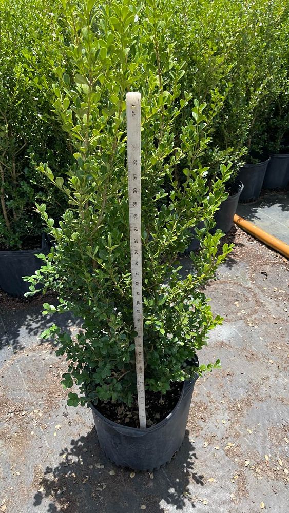buxus-microphylla-japonica-japanese-boxwood