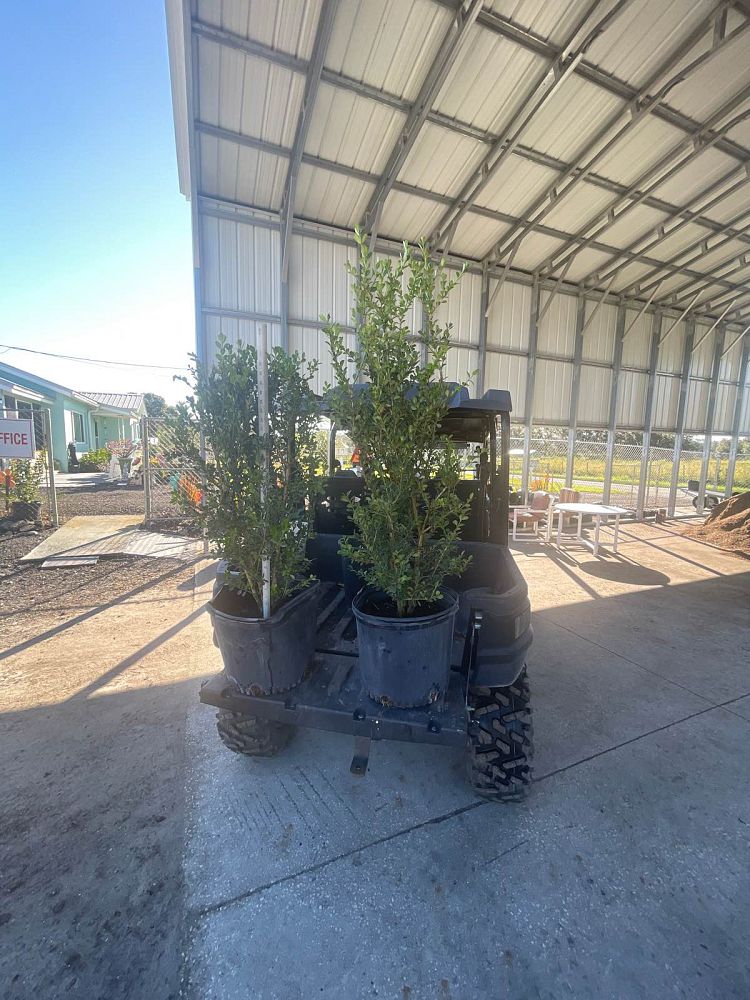 buxus-microphylla-japonica-japanese-boxwood