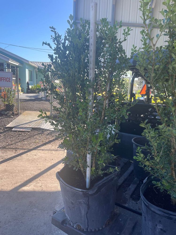buxus-microphylla-japonica-japanese-boxwood