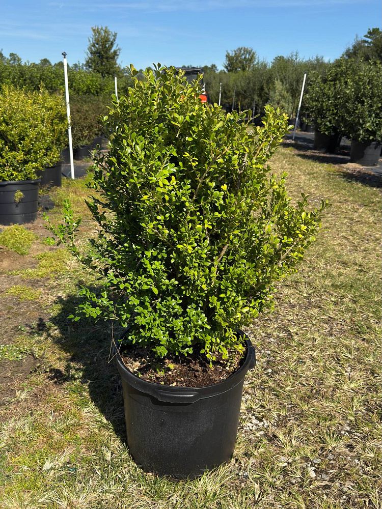 buxus-microphylla-japonica-japanese-boxwood