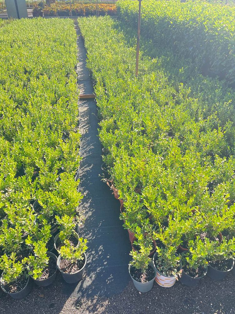 buxus-microphylla-japonica-japanese-boxwood