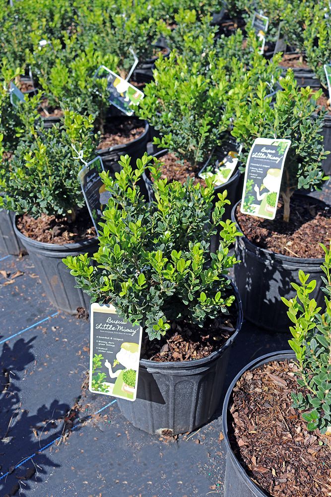 buxus-microphylla-little-missy-little-missy-boxwood