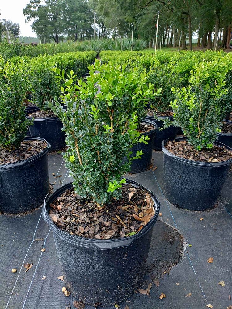 buxus-microphylla-little-missy-little-missy-boxwood