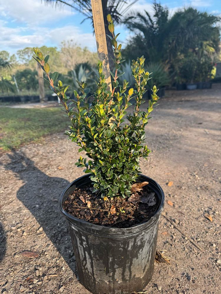 buxus-microphylla-little-missy-little-missy-boxwood