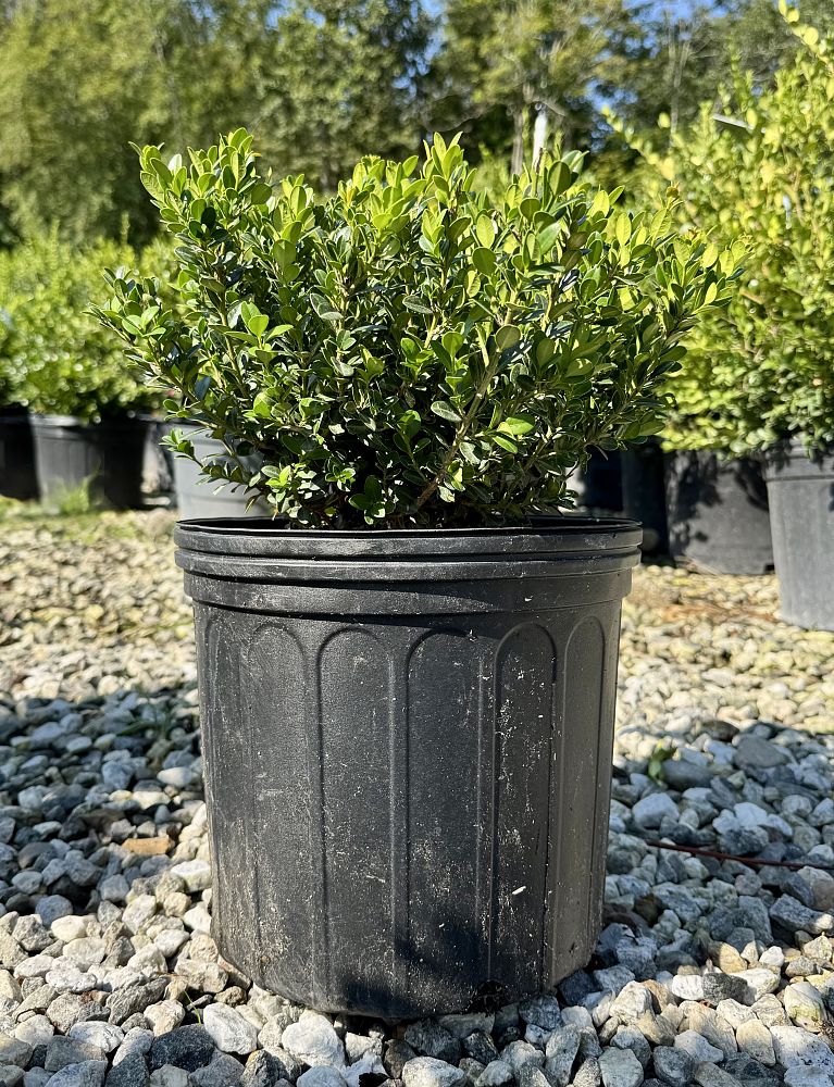 buxus-microphylla-little-missy-little-missy-boxwood