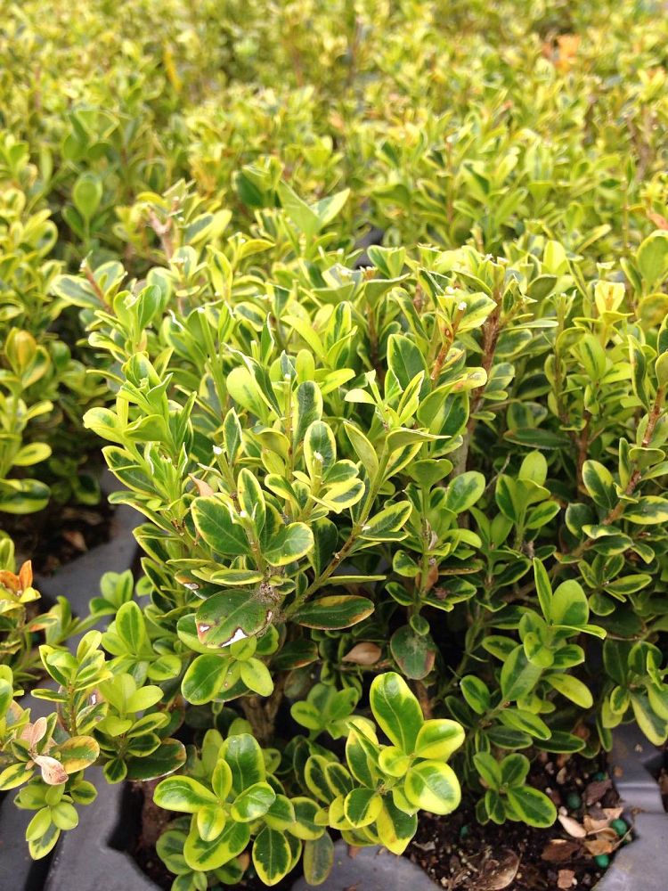 Griffith Propagation Nursery, Inc.  plantANT.com