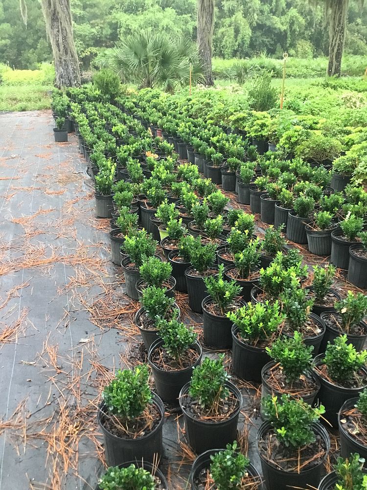 buxus-microphylla-richardii-littleleaf-boxwood