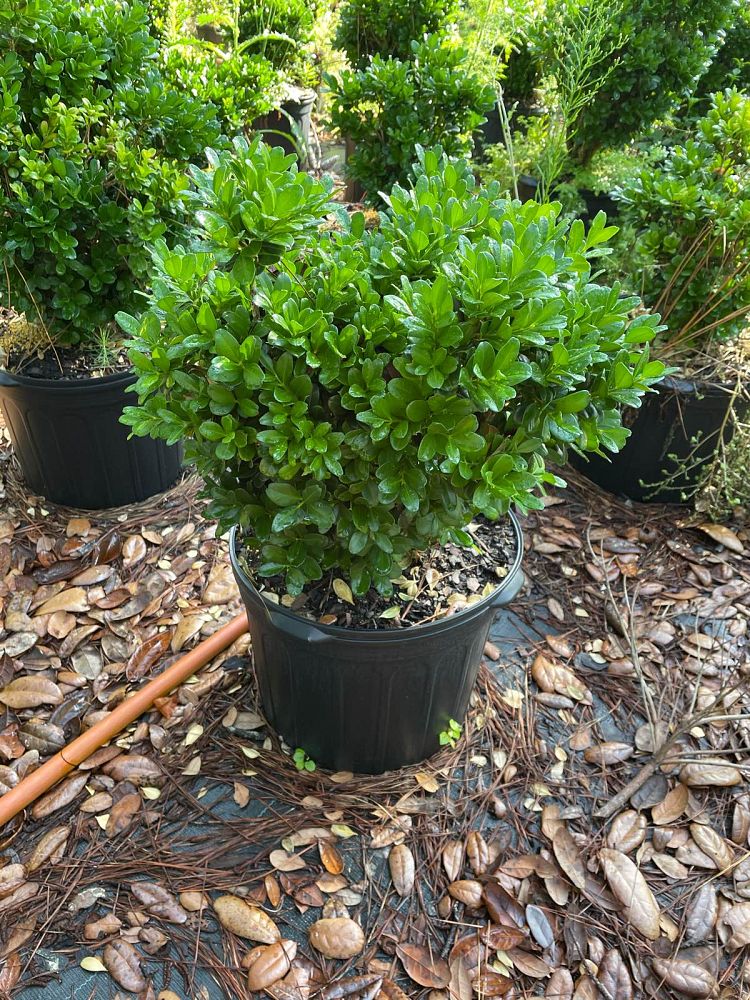 buxus-microphylla-richardii-littleleaf-boxwood