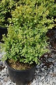buxus-microphylla-winter-gem-littleleaf-boxwood