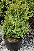 buxus-microphylla-winter-gem-littleleaf-boxwood