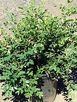 buxus-microphylla-winter-gem-littleleaf-boxwood