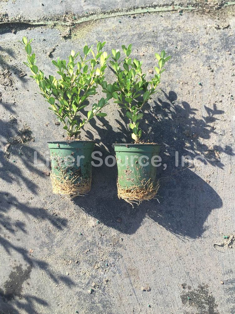 buxus-microphylla-winter-gem-littleleaf-boxwood