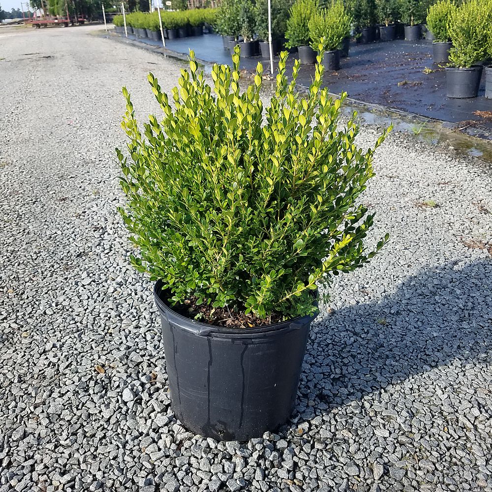 Worthington Farms PlantANT