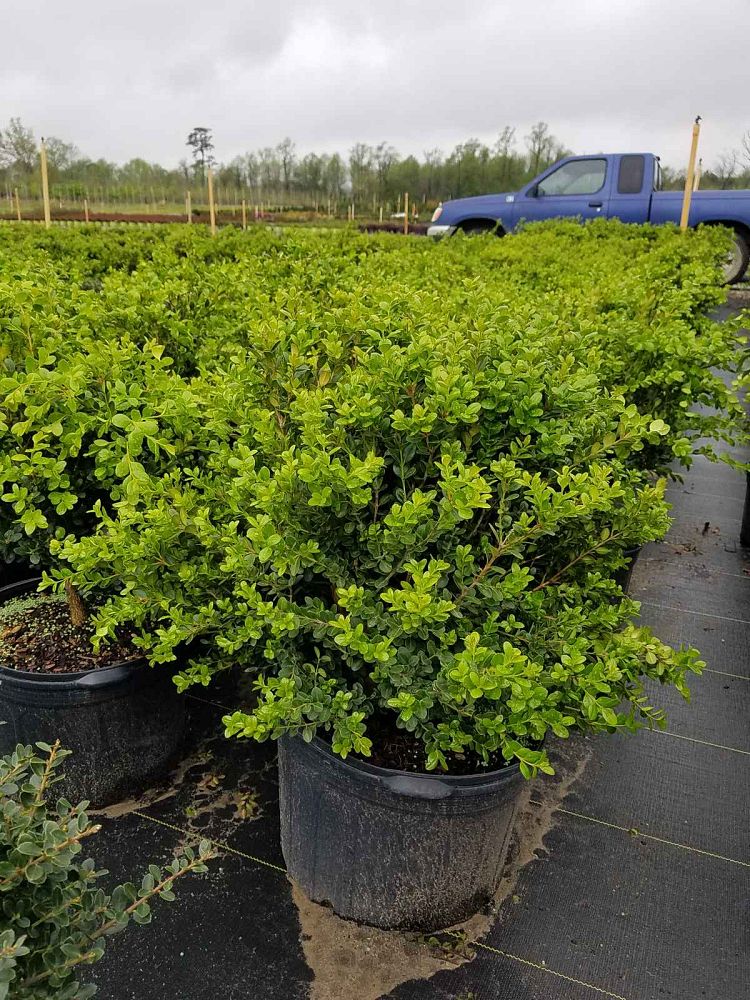 buxus-microphylla-winter-gem-littleleaf-boxwood