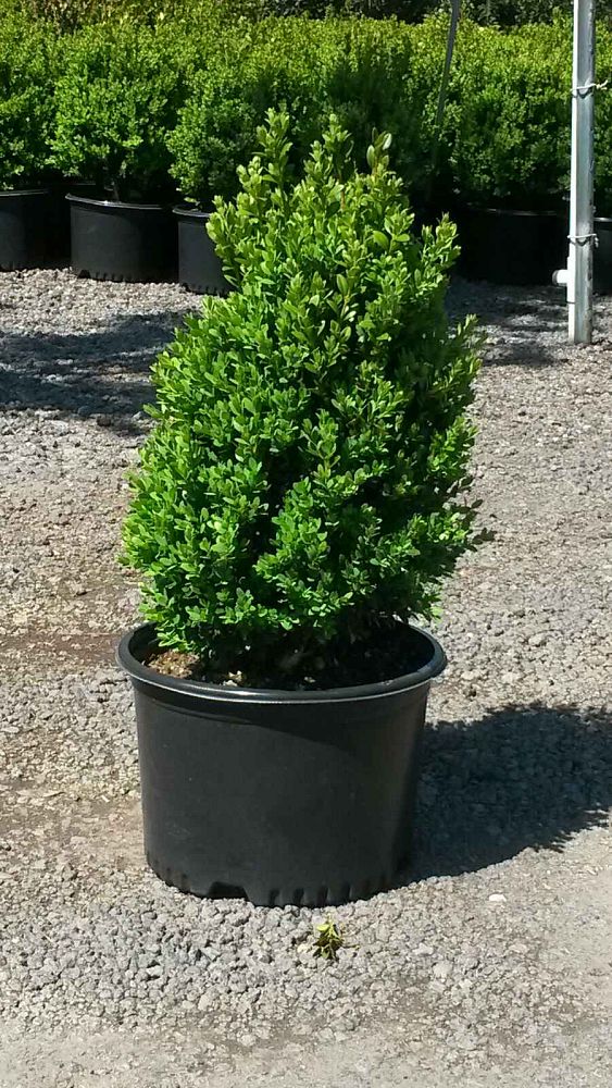 buxus-microphylla-winter-gem-littleleaf-boxwood