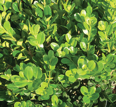 buxus-microphylla-winter-gem-littleleaf-boxwood