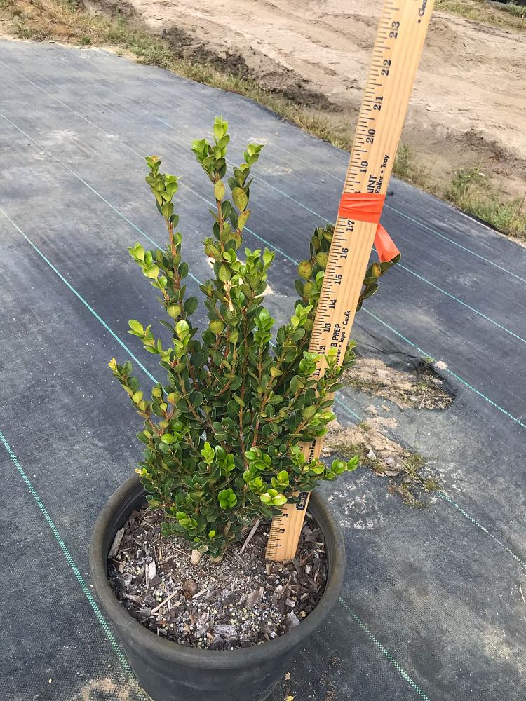buxus-microphylla-winter-gem-littleleaf-boxwood