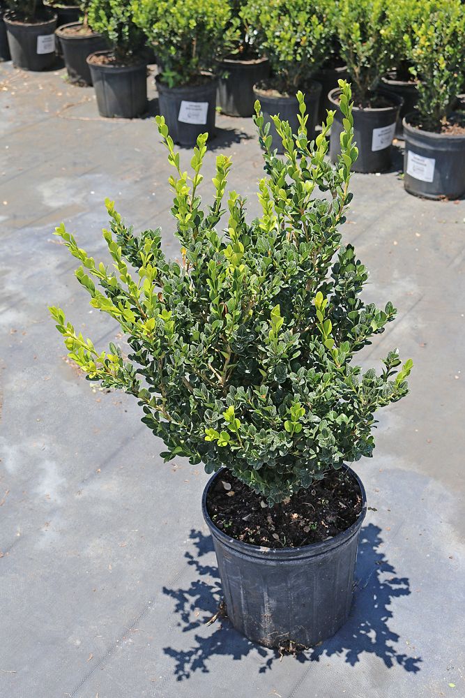 buxus-microphylla-winter-gem-littleleaf-boxwood
