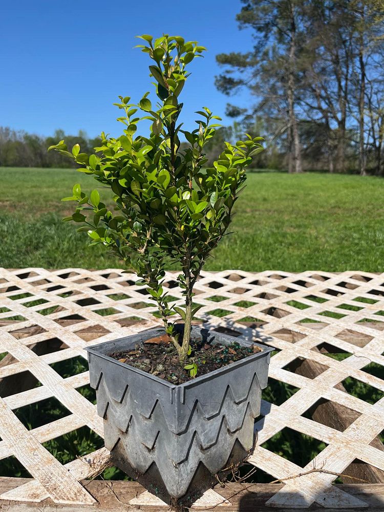 buxus-microphylla-winter-gem-littleleaf-boxwood