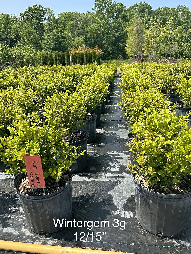 buxus-microphylla-winter-gem-littleleaf-boxwood