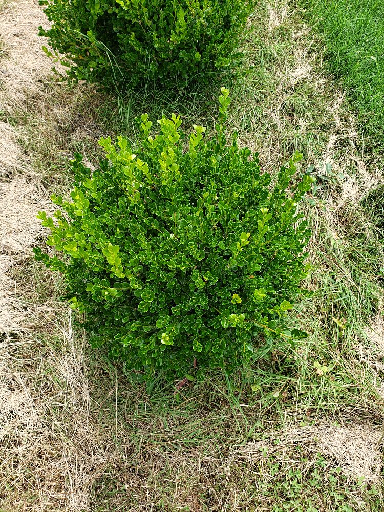 buxus-microphylla-winter-gem-littleleaf-boxwood