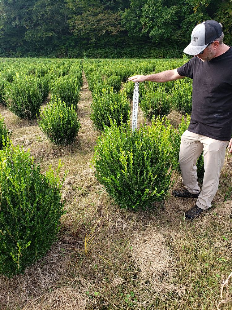 buxus-microphylla-winter-gem-littleleaf-boxwood