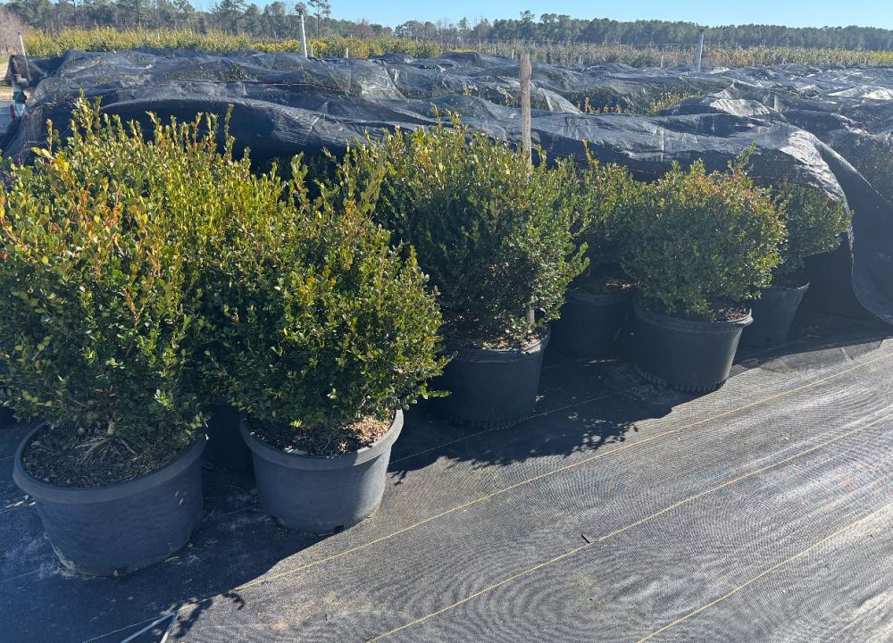 buxus-microphylla-winter-gem-littleleaf-boxwood