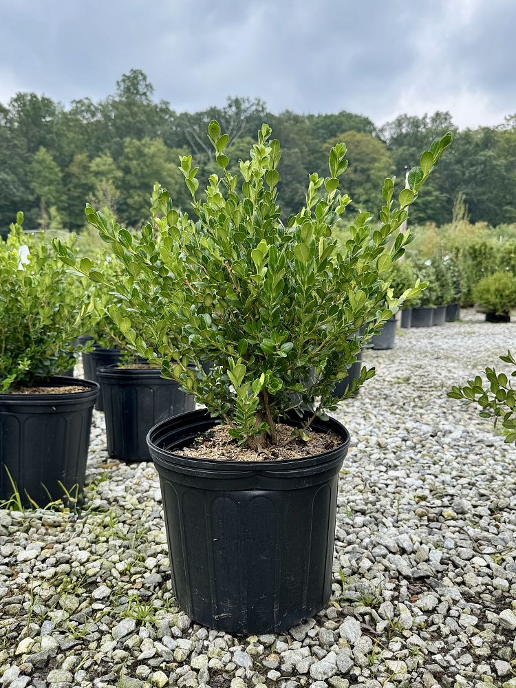 buxus-microphylla-winter-gem-littleleaf-boxwood