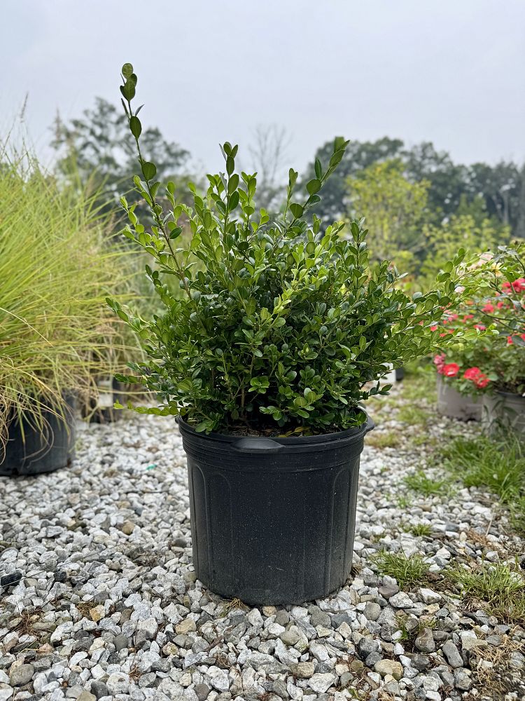 buxus-microphylla-winter-gem-littleleaf-boxwood