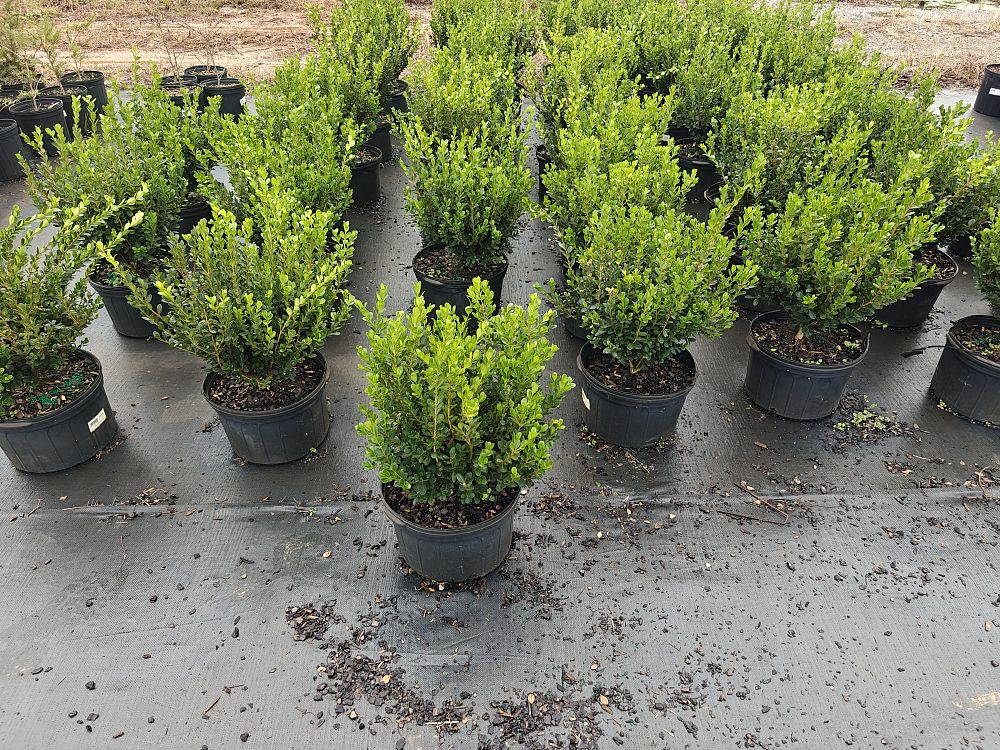buxus-microphylla-winter-gem-littleleaf-boxwood