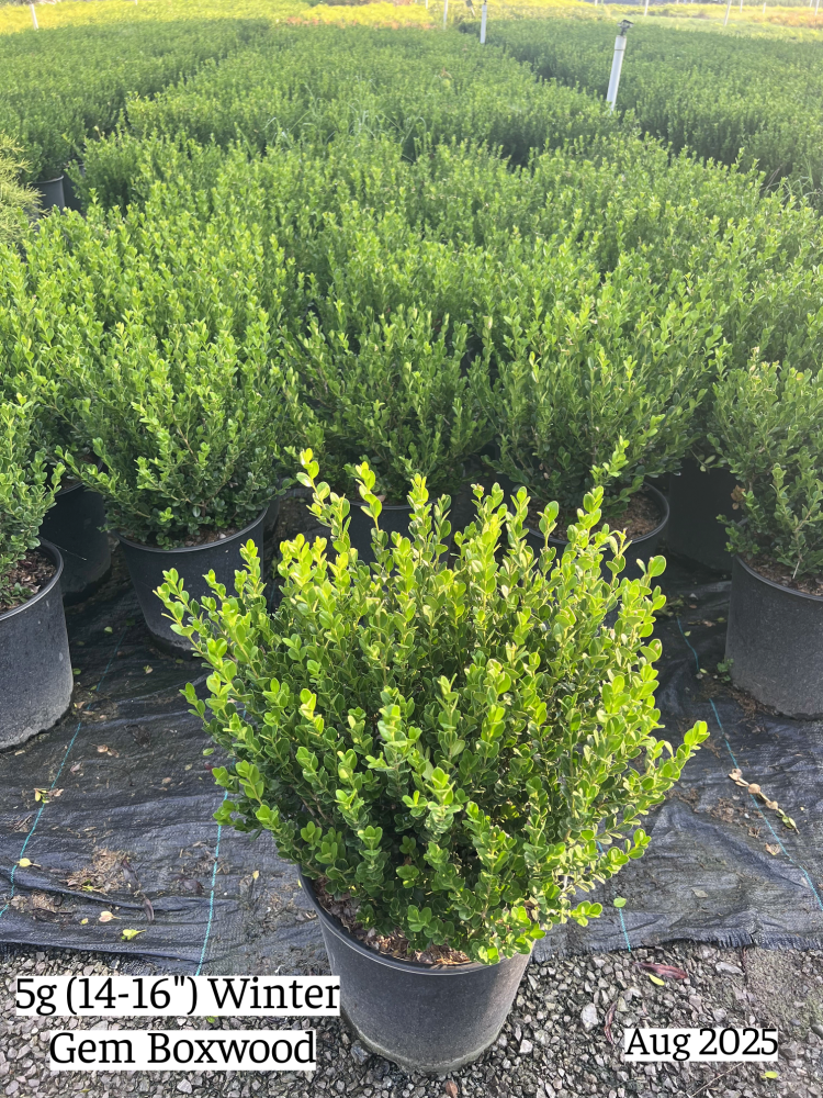 buxus-microphylla-winter-gem-littleleaf-boxwood
