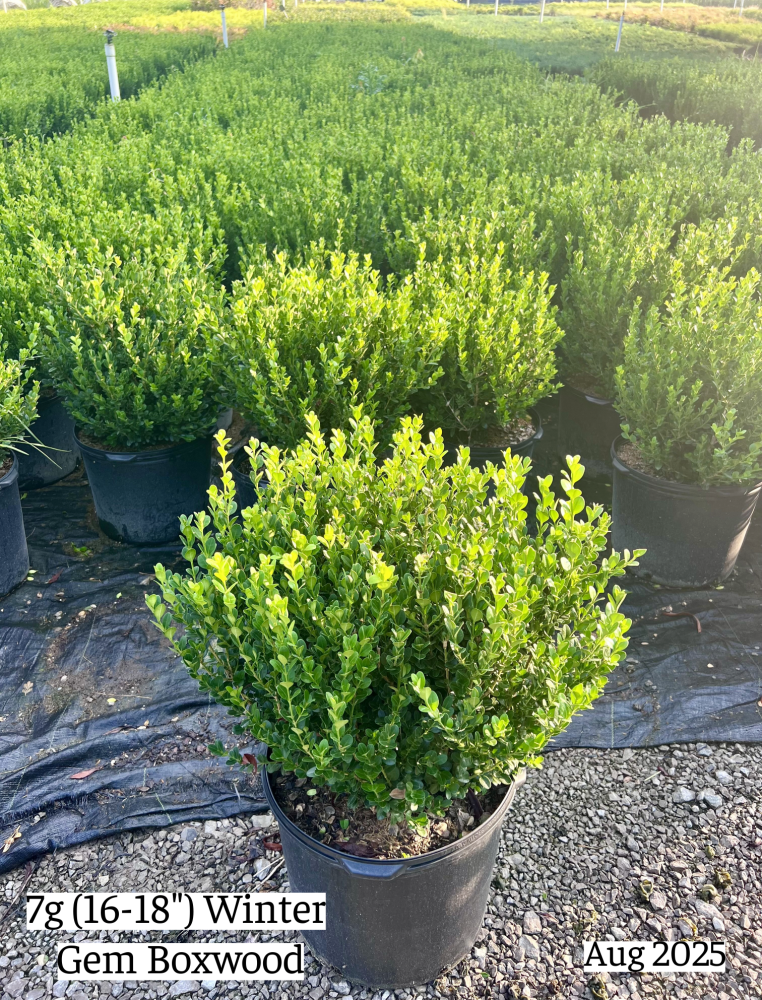 buxus-microphylla-winter-gem-littleleaf-boxwood