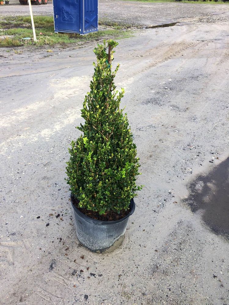 buxus-microphylla-winter-gem-topiary-cone-littleleaf-boxwood