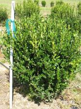 buxus-microphylla-wintergreen-littleleaf-boxwood