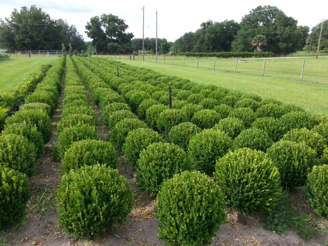 buxus-microphylla-wintergreen-littleleaf-boxwood