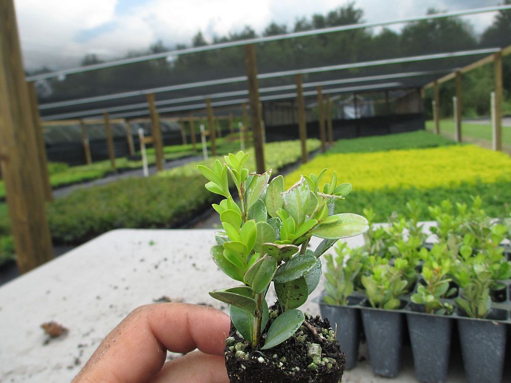 buxus-microphylla-wintergreen-littleleaf-boxwood