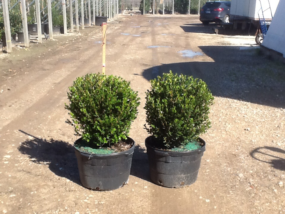 buxus-microphylla-wintergreen-littleleaf-boxwood