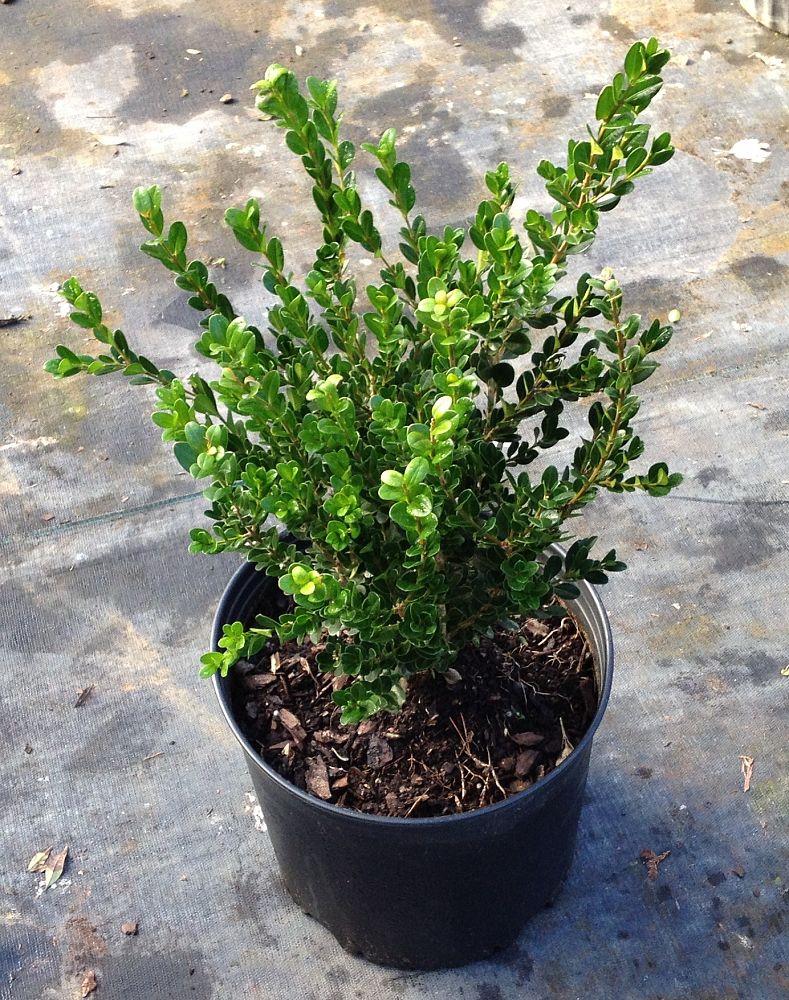 buxus-microphylla-wintergreen-littleleaf-boxwood