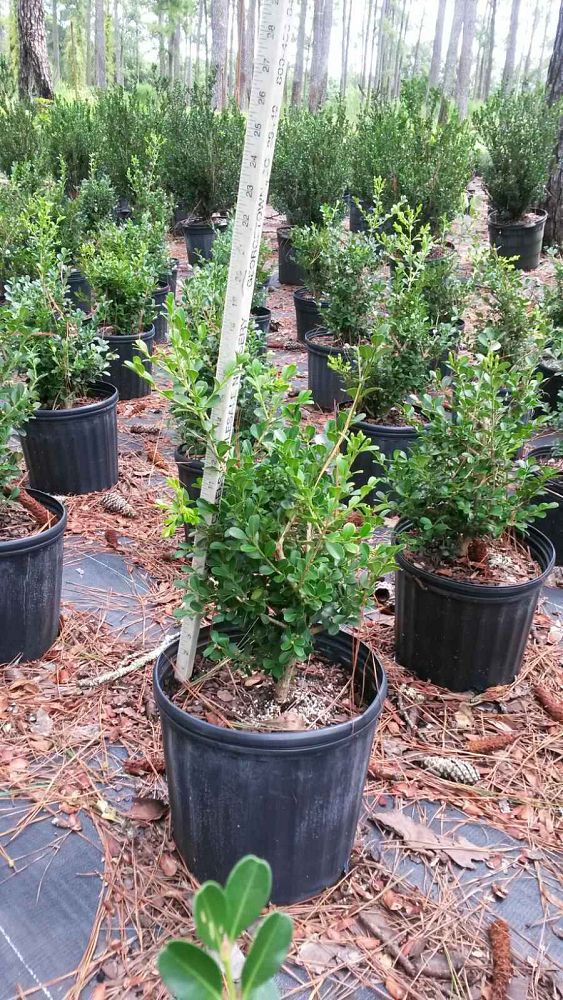 buxus-microphylla-wintergreen-littleleaf-boxwood
