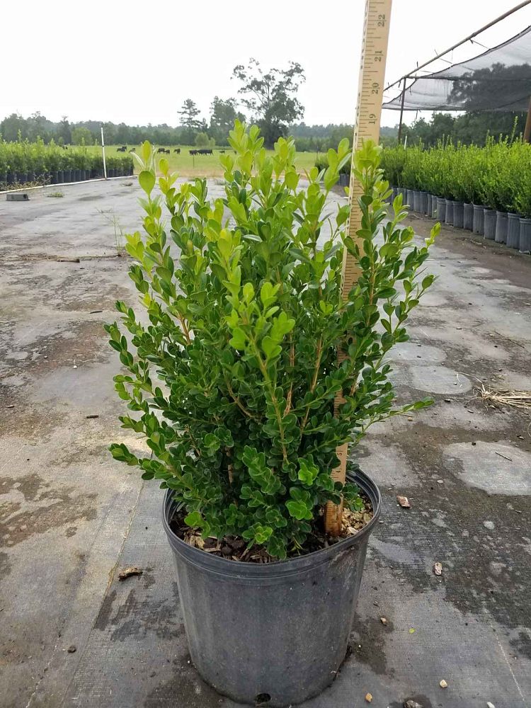 buxus-microphylla-wintergreen-littleleaf-boxwood