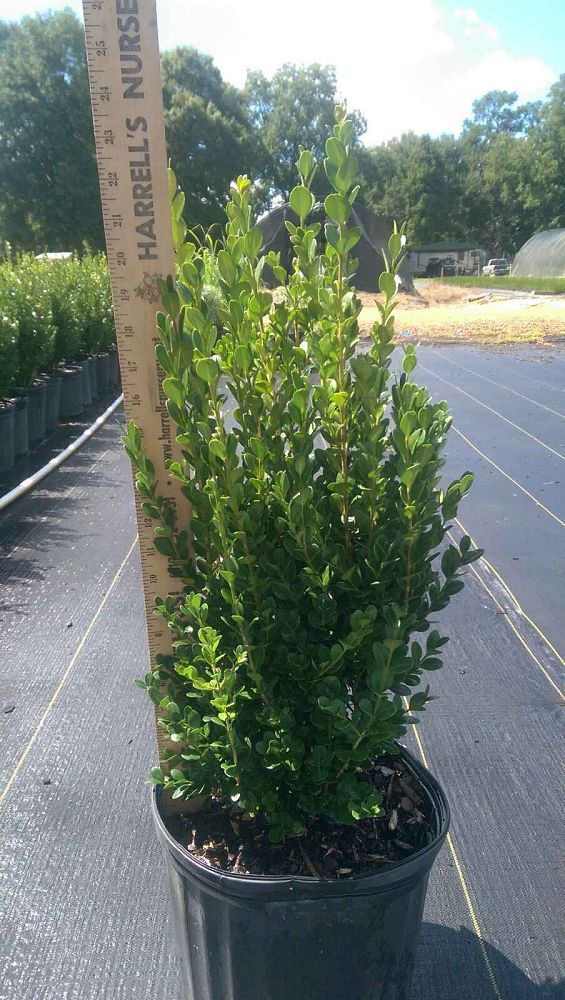 buxus-microphylla-wintergreen-littleleaf-boxwood