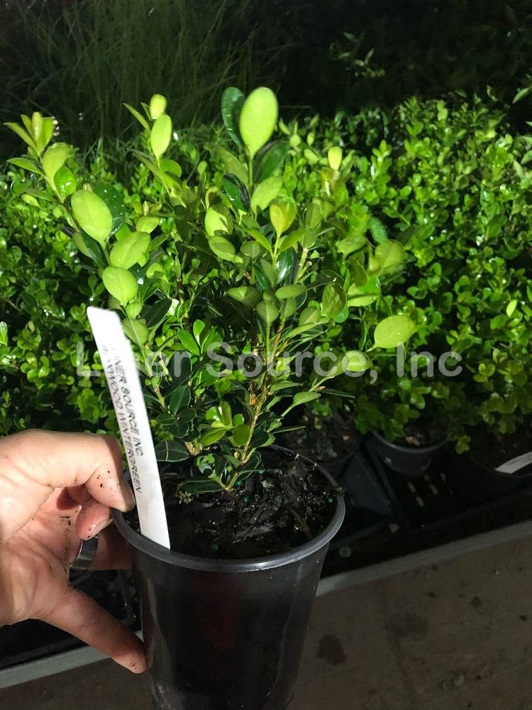 buxus-microphylla-wintergreen-littleleaf-boxwood