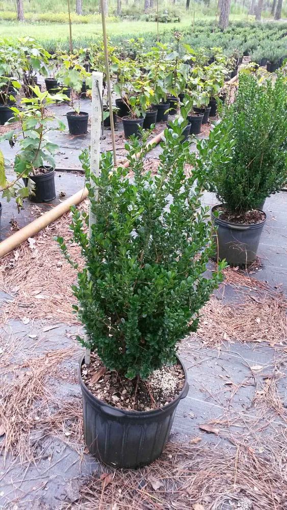 buxus-microphylla-wintergreen-littleleaf-boxwood