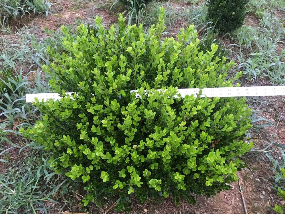 buxus-microphylla-wintergreen-littleleaf-boxwood