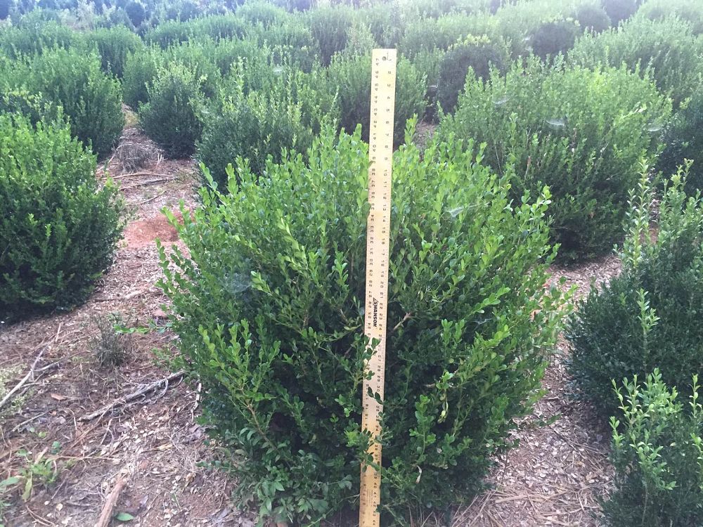buxus-microphylla-wintergreen-littleleaf-boxwood