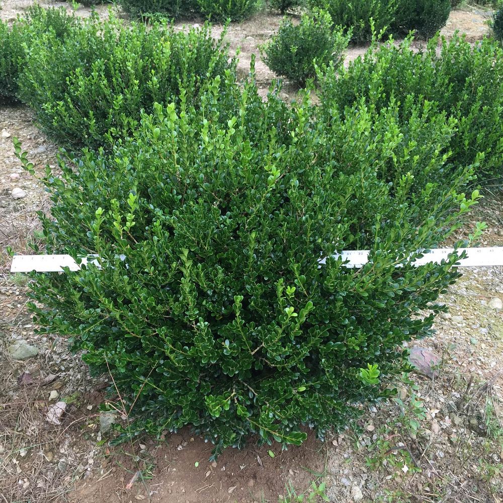 buxus-microphylla-wintergreen-littleleaf-boxwood