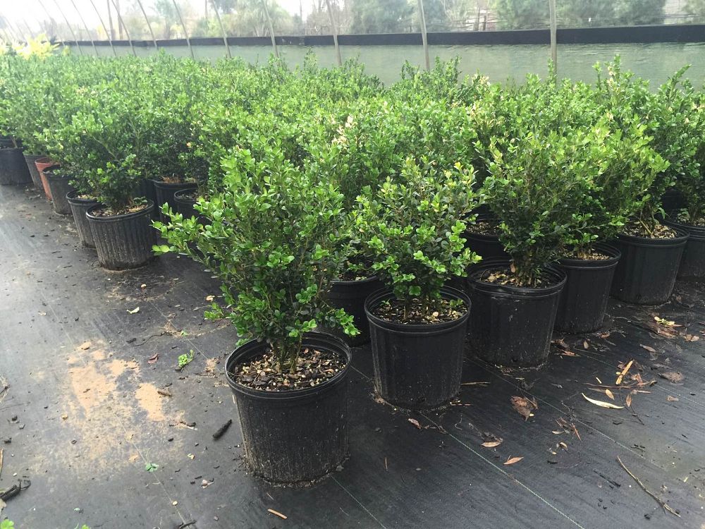 buxus-microphylla-wintergreen-littleleaf-boxwood
